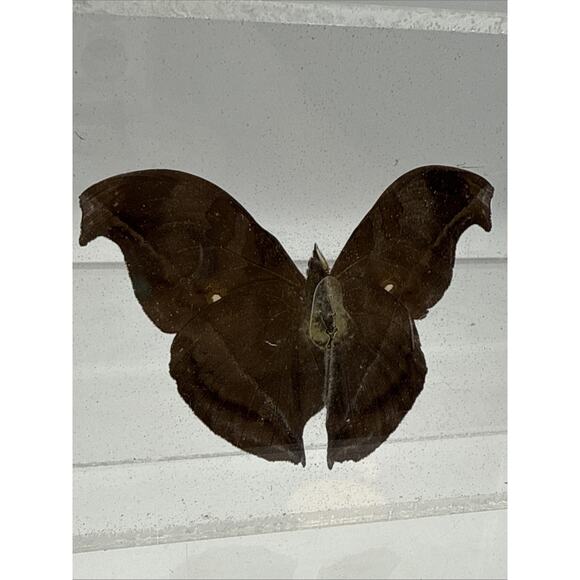 Vtg Great Blue Hookwing. Napeocles jucunda, Mounted butterfly Plexiglass Signed - Picture 9 of 16